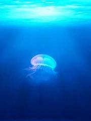 A Wifeapos;s Plea fo