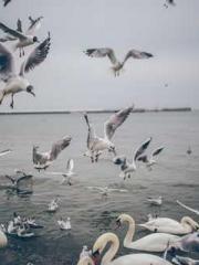 Morning sickness aft