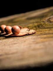 lt;Honor calls for N