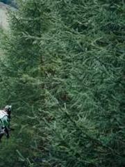 lt;lt;The Trash Husb