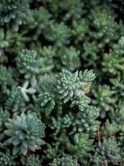 Shen Ning, Ran, Bo J