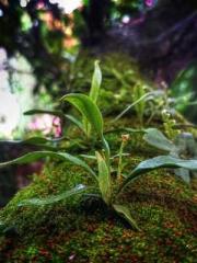 Rong Zhao, male, Nin