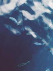 The  Princess  Rebor