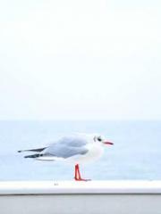 A Lifetime of Captiv