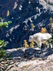 Mr. Gu, your wife is