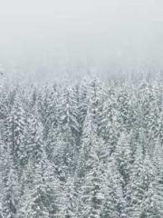 The Return of the Su