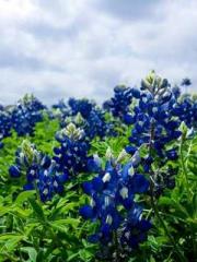 The Rebirth of a Phy